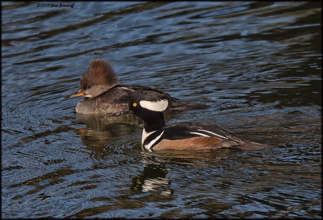 _1SB0238 hooded mergansers.jpg